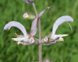 Salvia sclarea