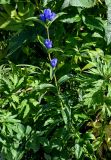 Gentiana triflora