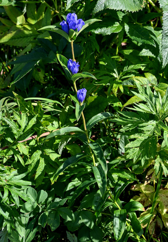 Изображение особи Gentiana triflora.