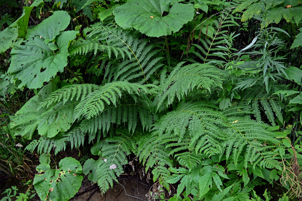 Image of Athyrium monomachii specimen.