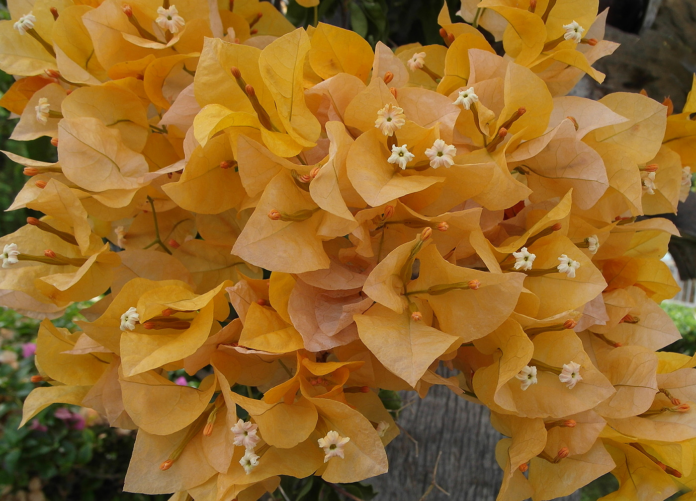 Image of Bougainvillea glabra specimen.