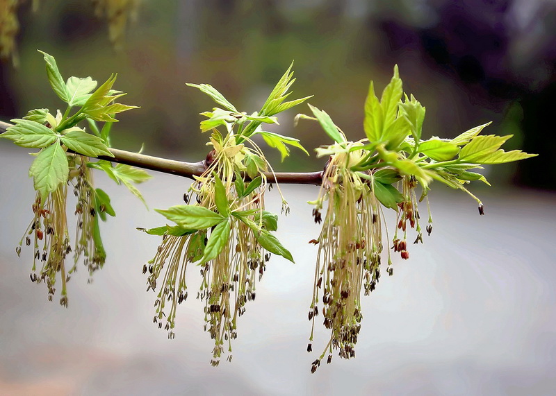 Image of Acer negundo specimen.