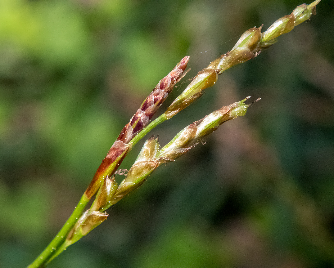 Image of Carex digitata specimen.