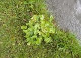 Caltha polypetala