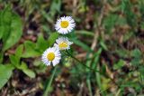 Erigeron annuus. Верхушка растения с цветущими и развивающимися соцветиями. Сербия, окр. дер. Перучац, у дороги. 09.07.2019.