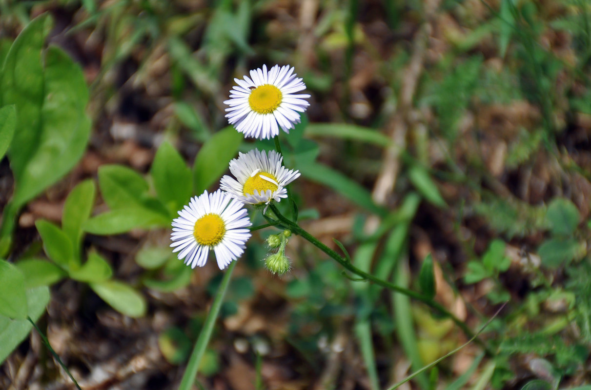 Image of Erigeron annuus specimen.