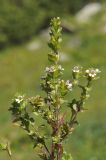 Euphrasia regelii