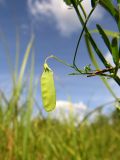 Vicia tetrasperma