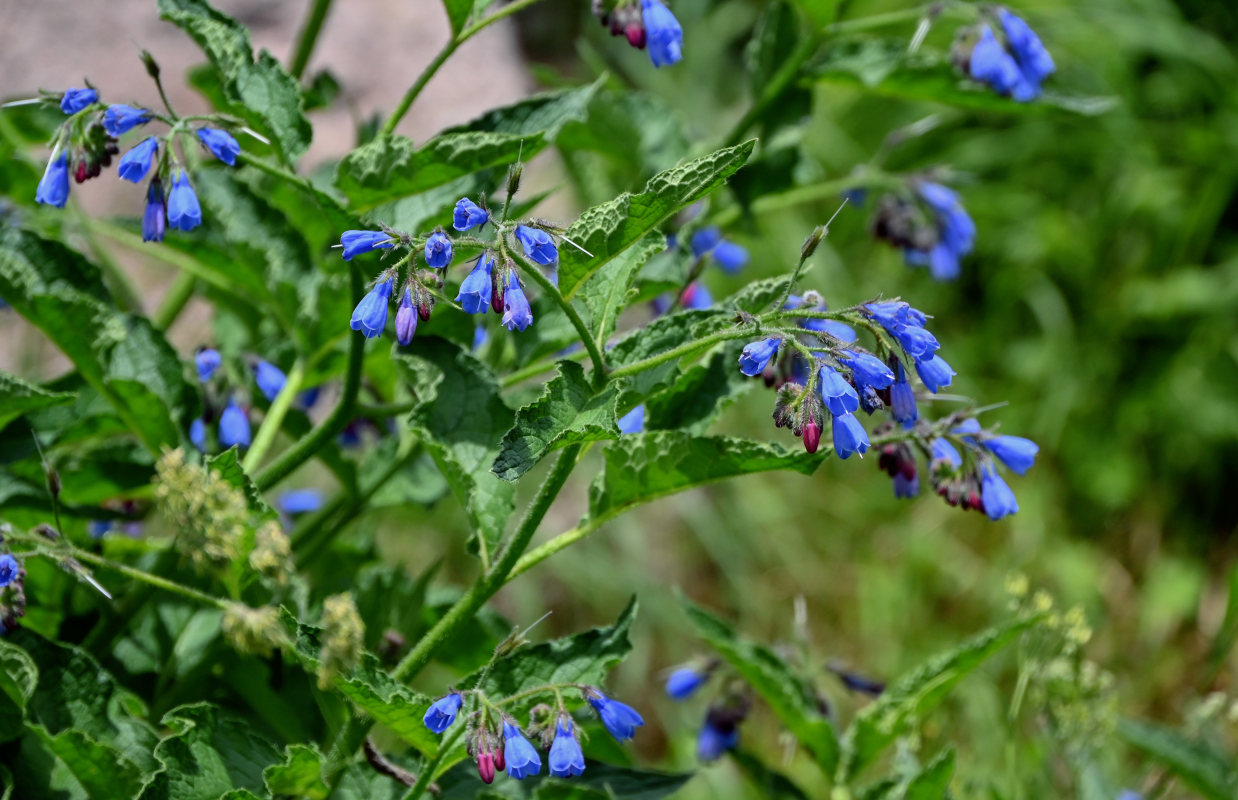 Изображение особи Symphytum asperum.