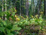 Cypripedium calceolus. Цветущие растения. Московская обл., Талдомский р-н, окр. пгт Запрудня, смешанный лес. 08.06.2023.