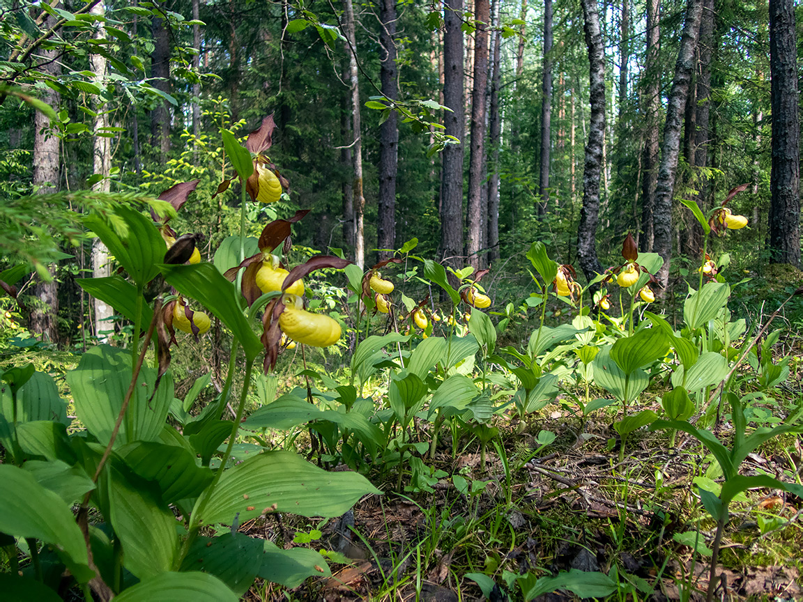 Image of Cypripedium calceolus specimen.