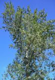 genus Populus. Крона плодоносящего дерева. Хакасия, Абакан, в культуре. 09.06.2022.