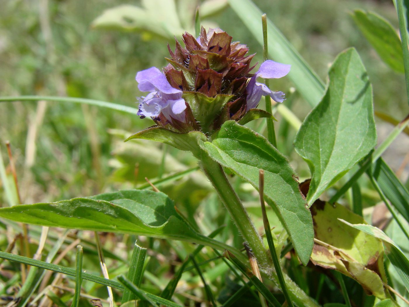 Image of Prunella vulgaris specimen.