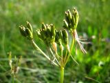 Chaerophyllum roseum