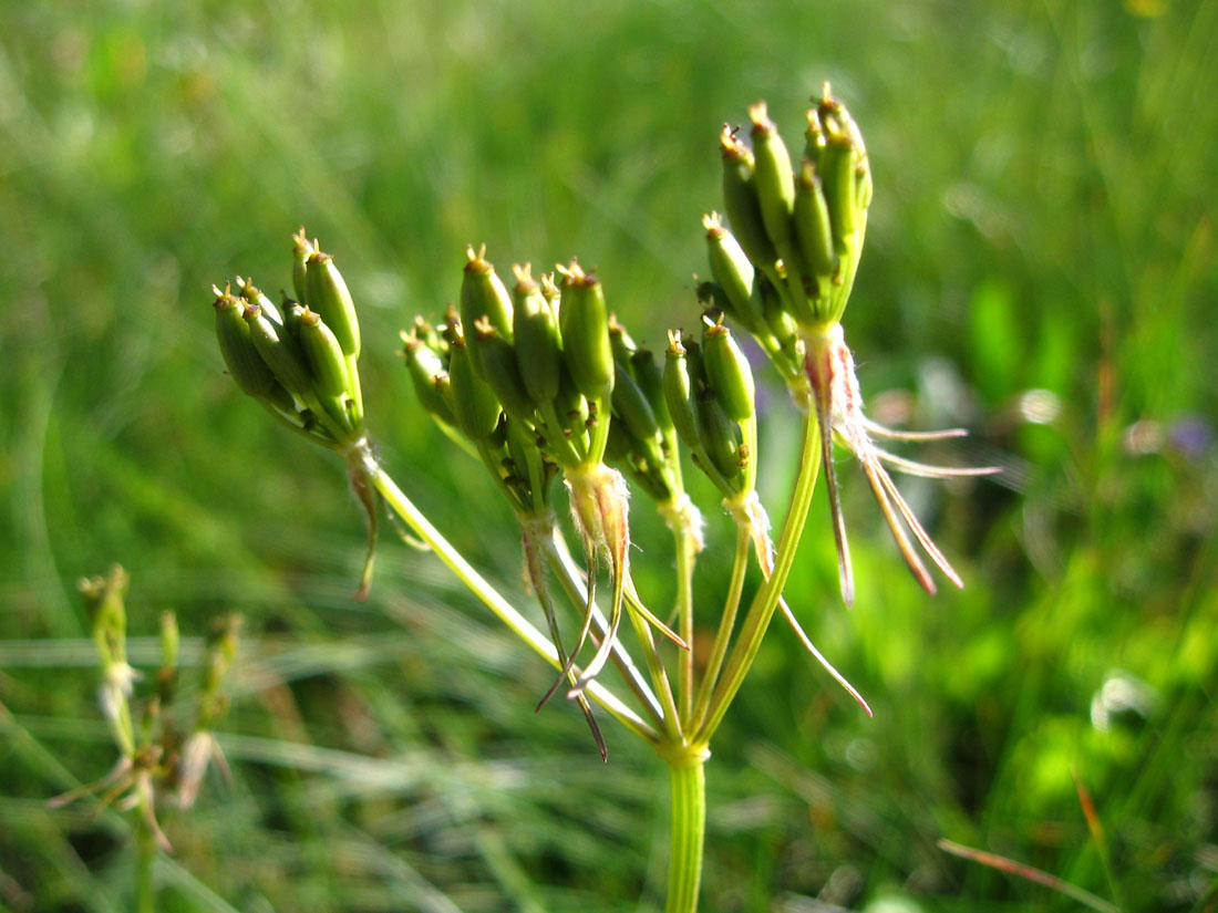 Изображение особи Chaerophyllum roseum.