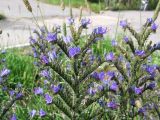 Echium vulgare. Верхушка цветущего растения. Магаданская обл., Ольский р-н, пгт Ола, на газоне. 05.08.2023.