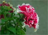 Petunia &times; atkinsiana