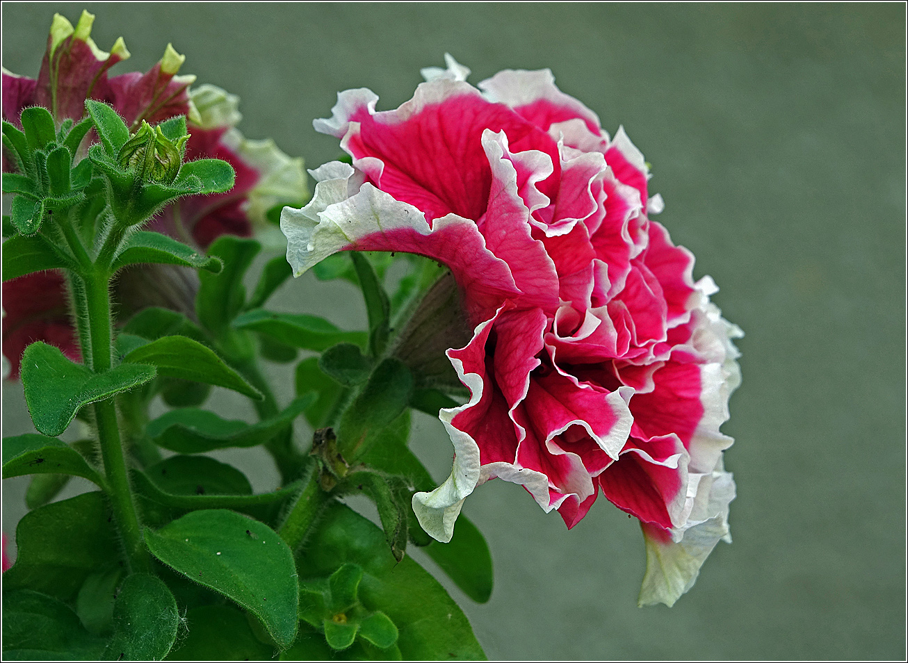 Image of Petunia &times; hybrida specimen.