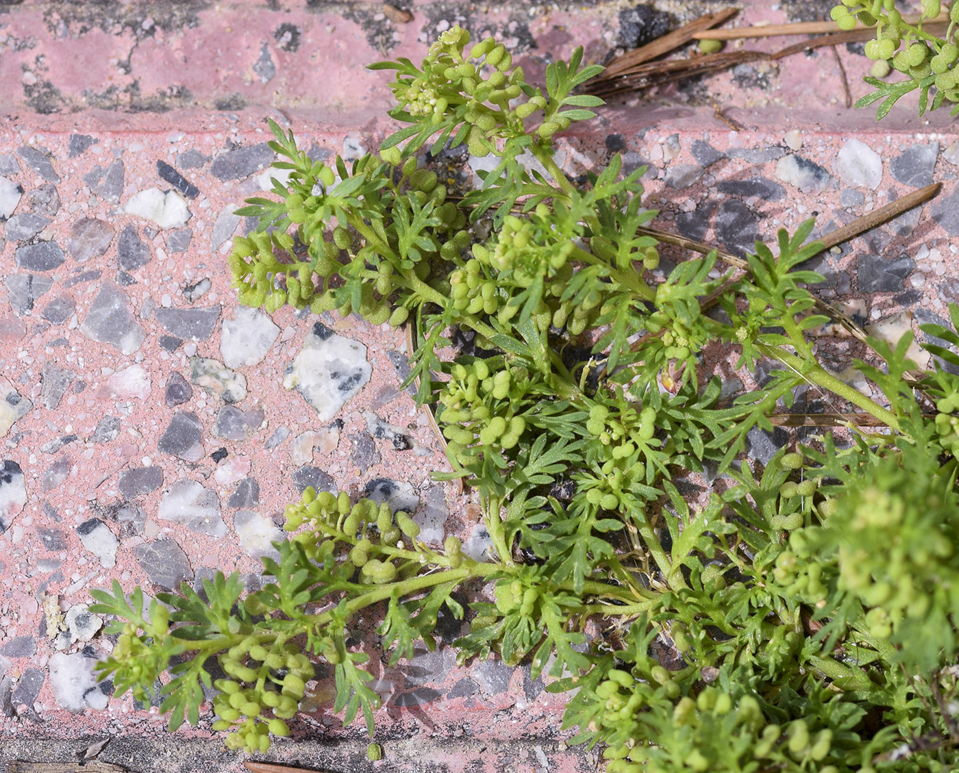 Изображение особи Coronopus didymus.