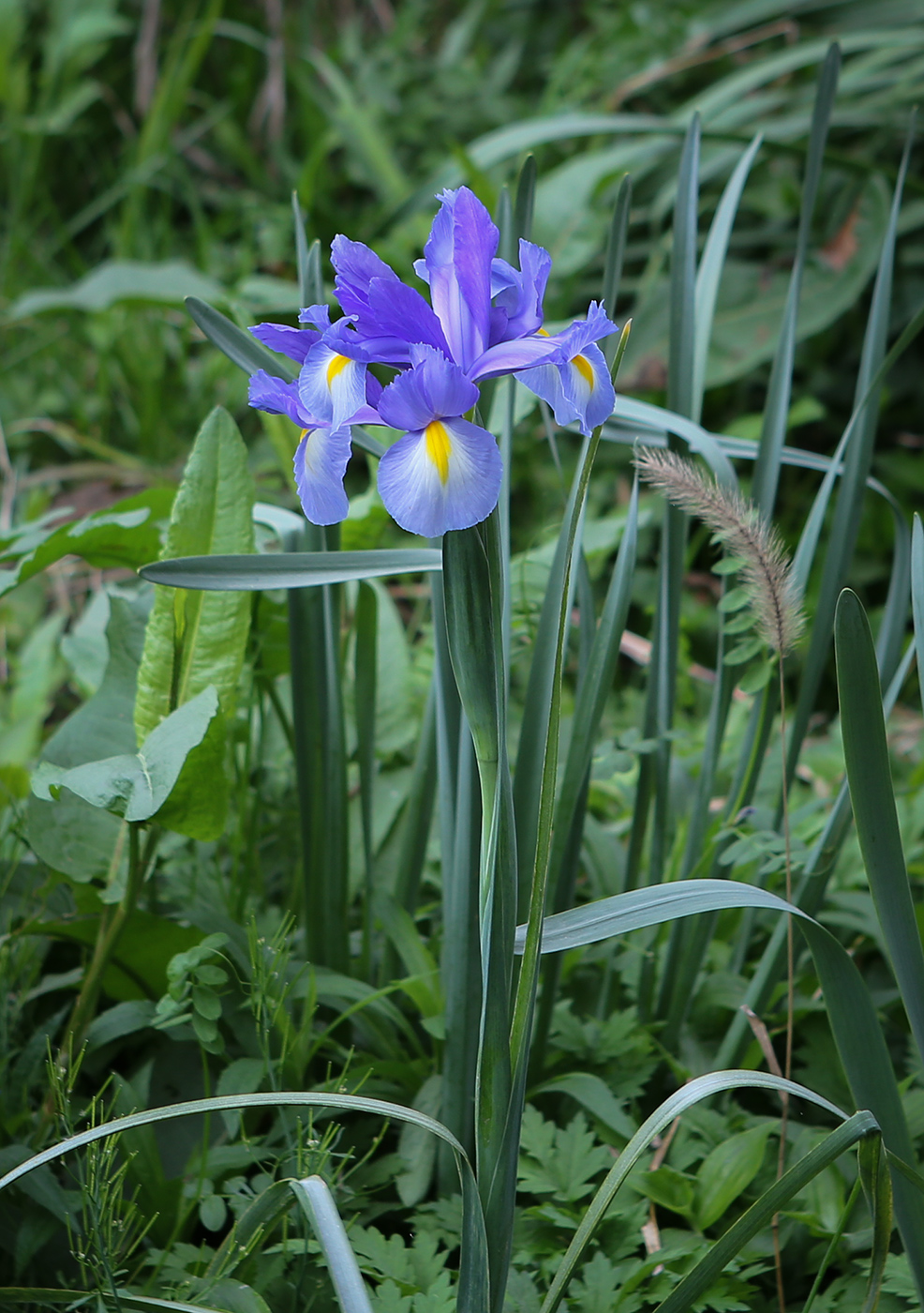 Image of Iris &times; hollandica specimen.