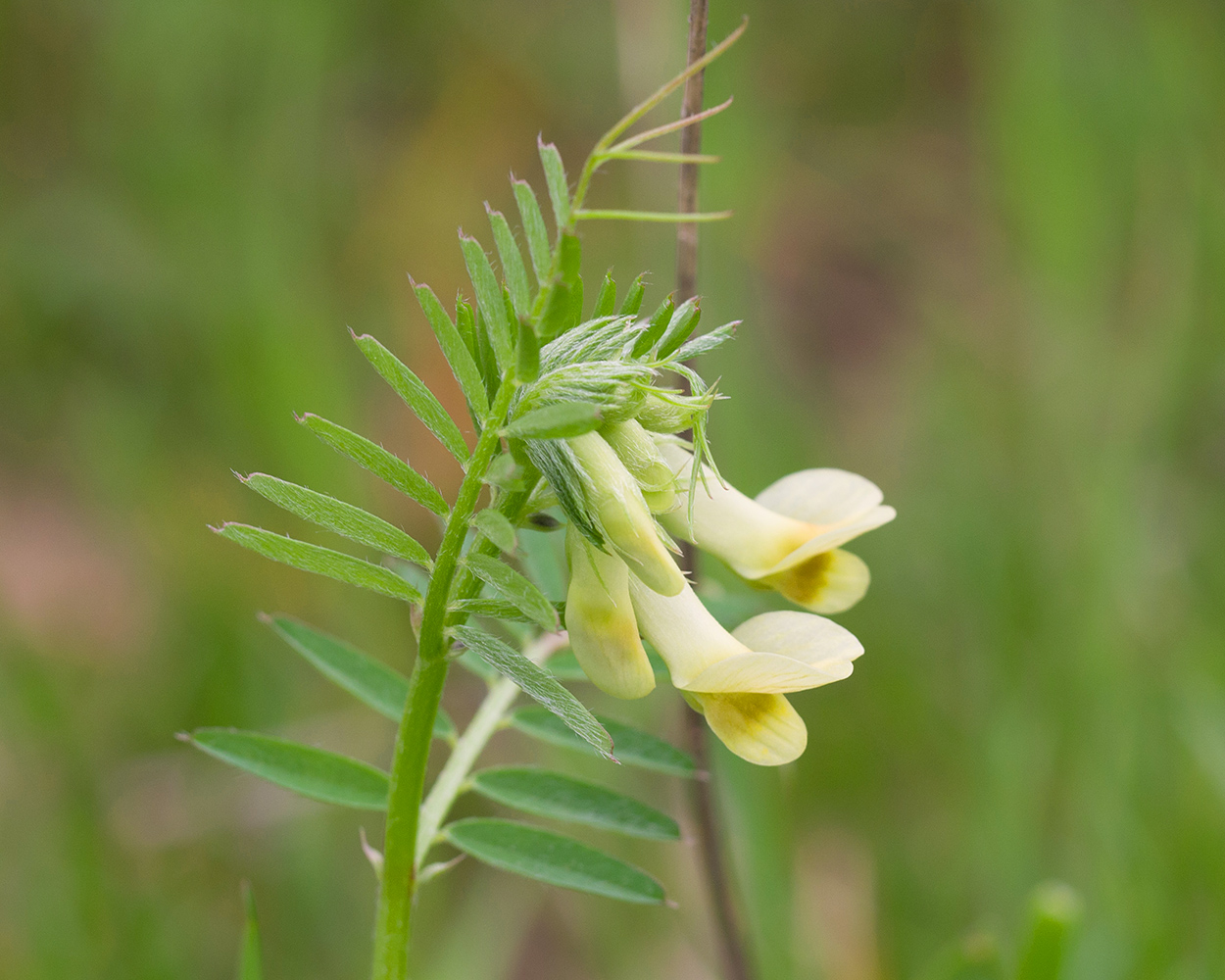 Изображение особи Vicia grandiflora.