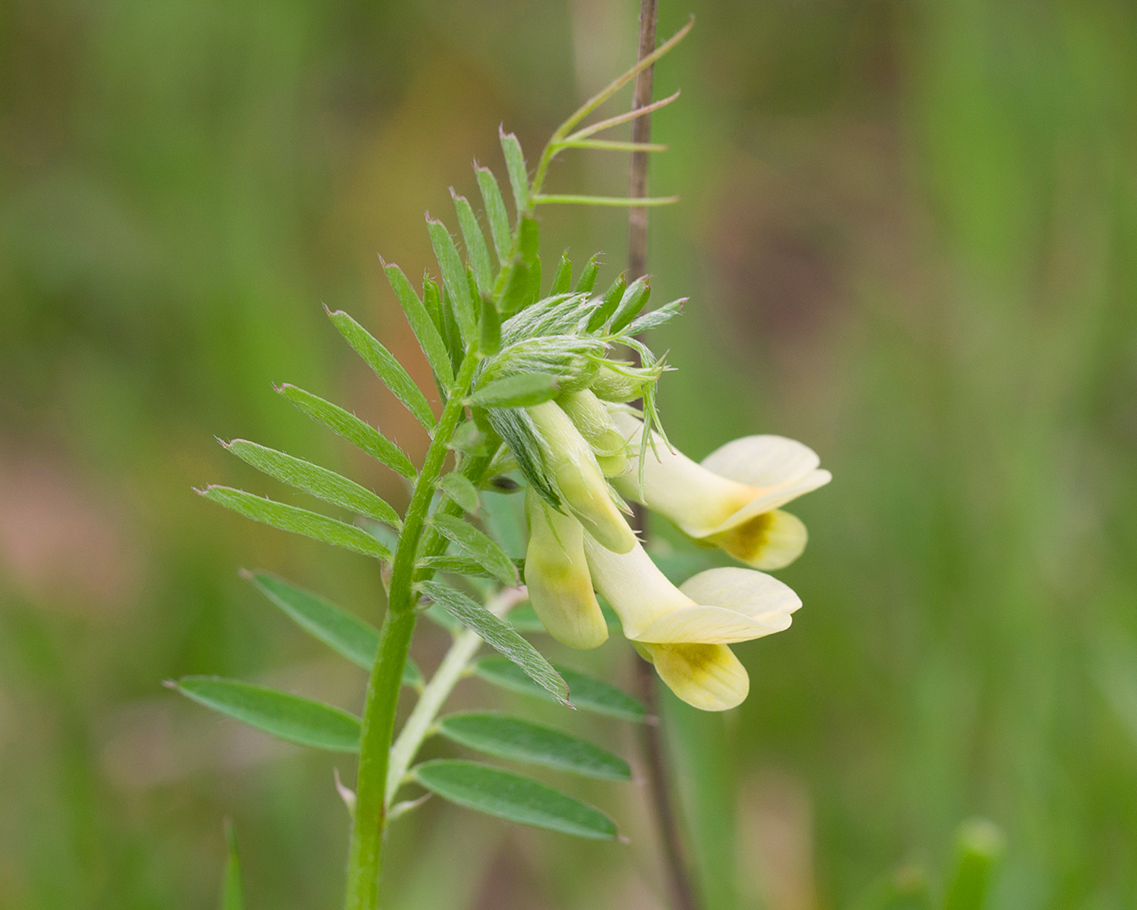 Изображение особи Vicia grandiflora.