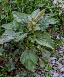 Amaranthus retroflexus. Плодоносящее растение. Оренбургская обл., г. Орск, у дороги. 03.07.2023.