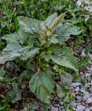 Amaranthus retroflexus