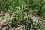 Hieracium umbellatum