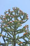 Araucaria araucana