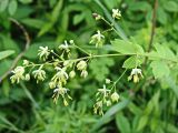Thalictrum minus