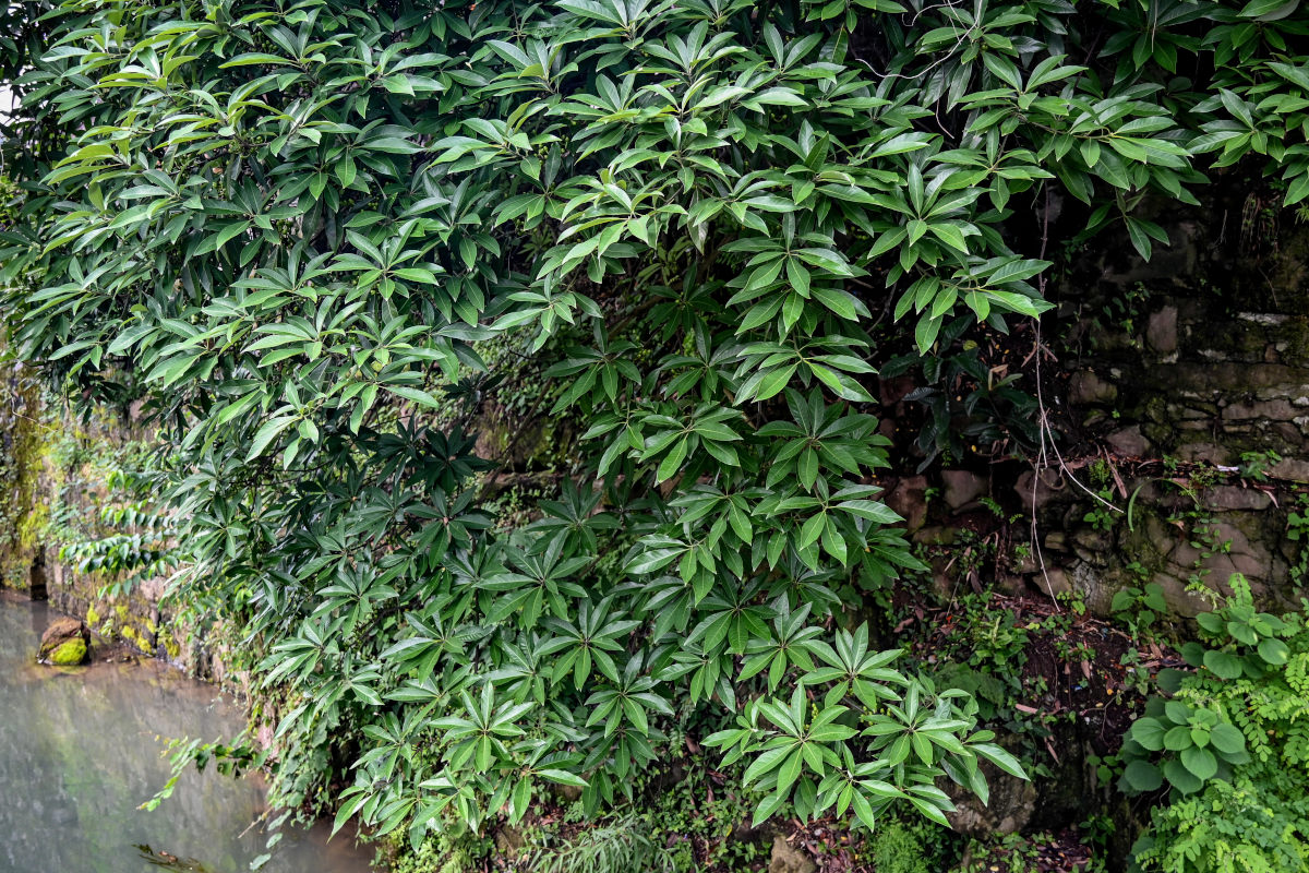 Изображение особи Litsea cubeba.