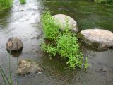 Veronica anagallis-aquatica. Небольшая заросль в русле малой реки. Ярославская обл., Некоузский р-н, дер. Марьино, р. Ильд. 09.07.2008.