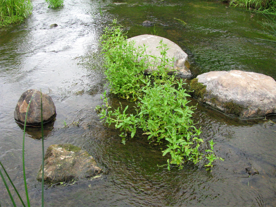 Image of Veronica anagallis-aquatica specimen.