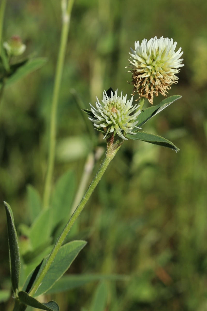 Image of Trifolium montanum specimen.
