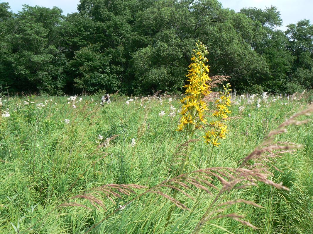 Image of Ligularia fischeri specimen.