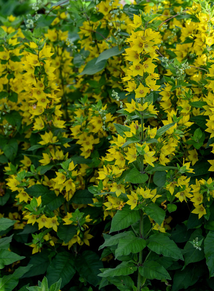 Image of Lysimachia punctata specimen.
