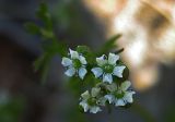 Bifora testiculata. Цветки. Южный Берег Крыма, окр. пгт Гурзуф, ур. Мертвая долина. 26.04.2007.