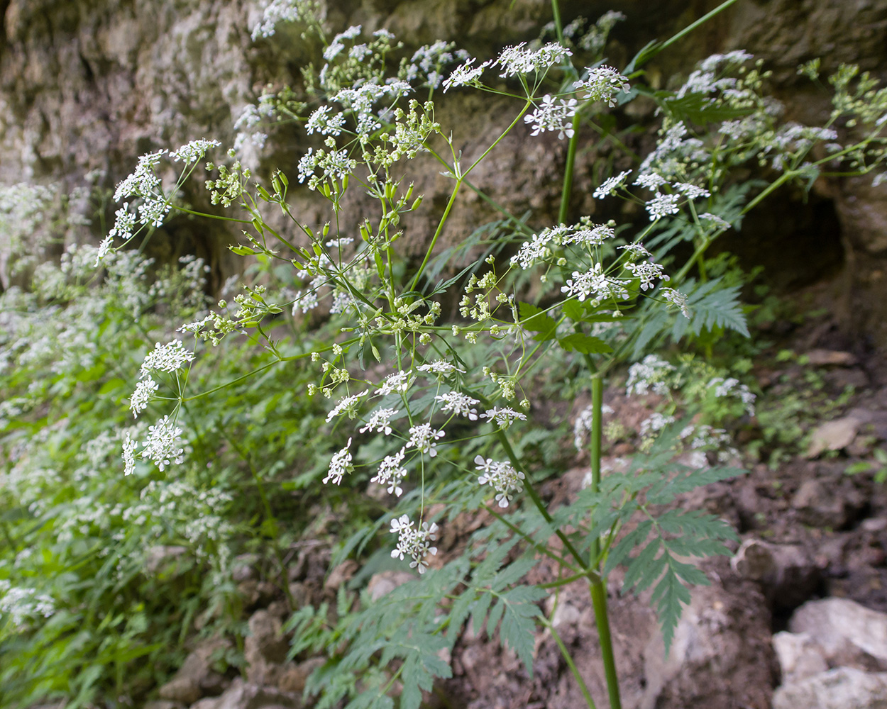 Image of Anthriscus sylvestris var. nemorosa specimen.