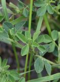 Medicago × varia