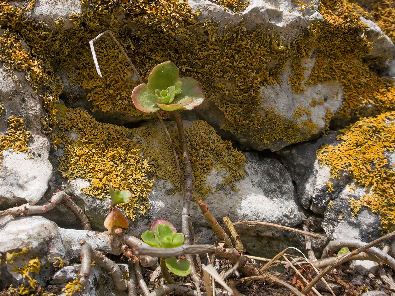 Изображение особи Sedum oppositifolium.
