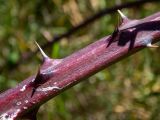 Rubus tauricus. Часть стебля. Крым, Южный Берег, городской округ Алушта, окр. с. Нижняя Кутузовка, участок нераспаханной земли среди сельхозугодий. 02.06.2024.