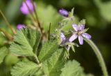 Erodium moschatum