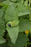 familia Lamiaceae. Верхушка вегетирующего растения с жуком-мертвоедом. Чечня, Шаройский р-н, с. Хакмадой, выс. ок. 1650 м н.у.м., луг в 200 м от минерального источника. 2 июля 2024 г.
