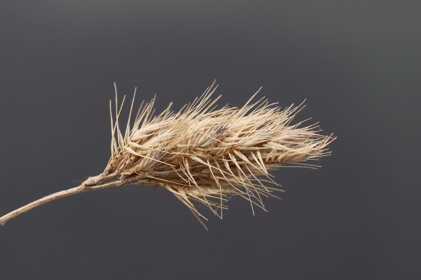 Изображение особи Cynosurus echinatus.