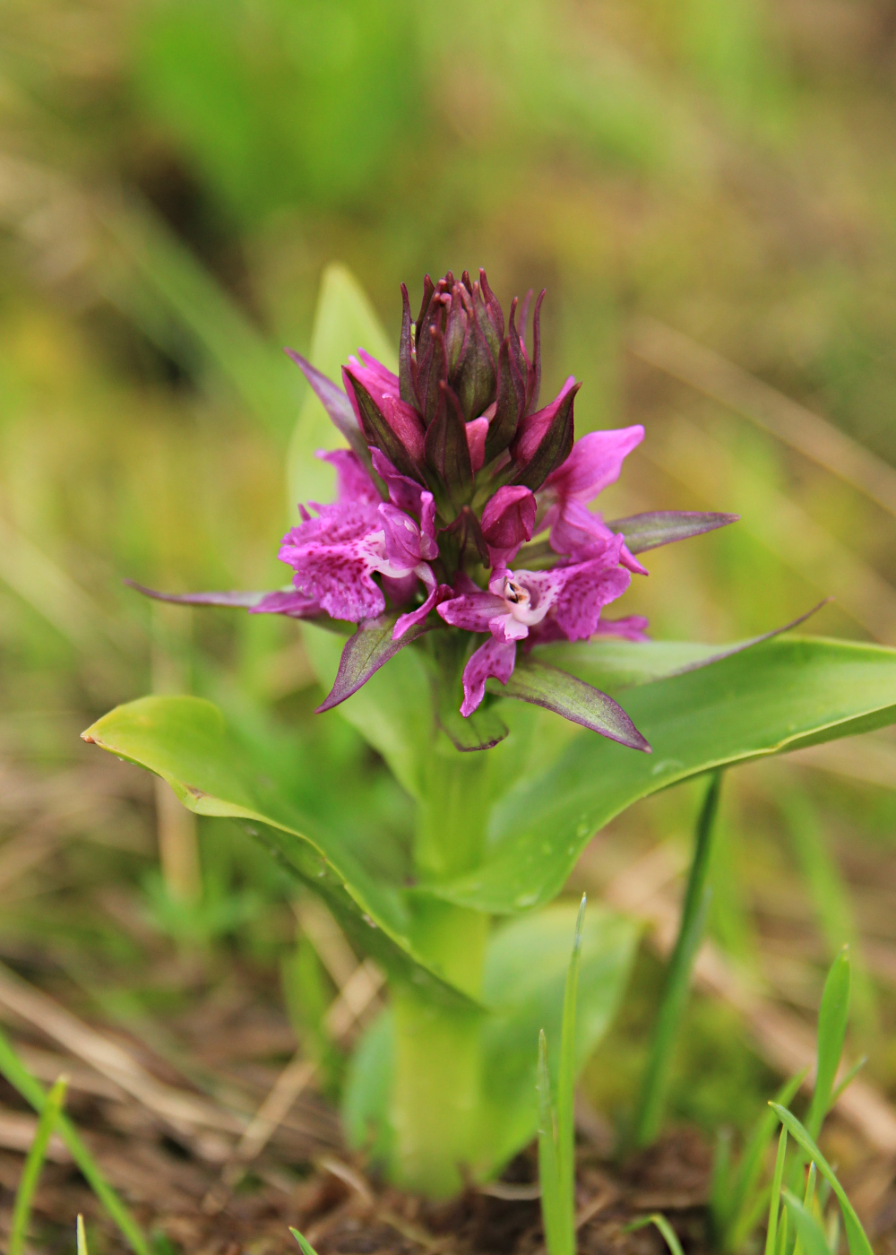 Изображение особи Dactylorhiza euxina.