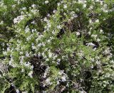 Nitraria sibirica