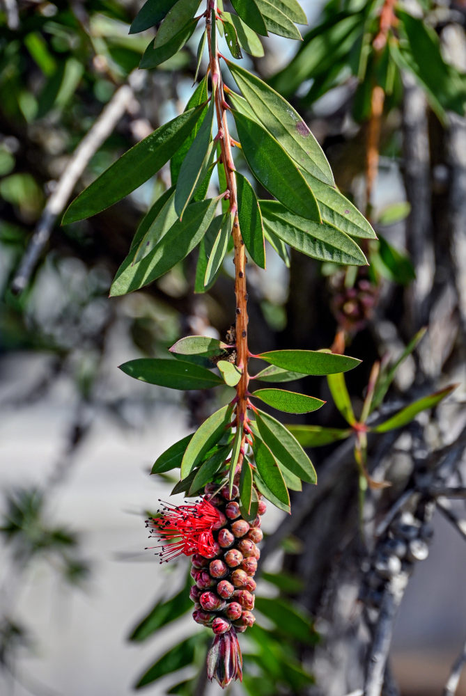 Image of Callistemon citrinus specimen.
