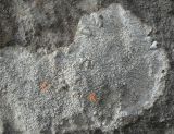 Aspicilia candida