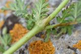 род Erodium. Часть побега. Грузия, край Самцхе-Джавахети, окраина с. Тмогви, 100 м от оз. Цунда, луг. 18 мая 2025 г.